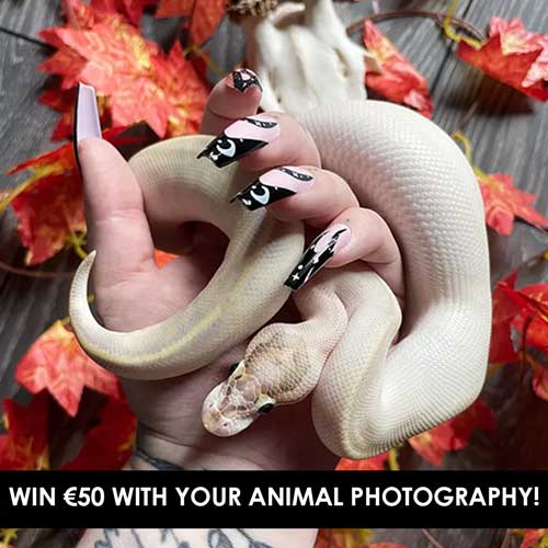 Win €50 with your animal photography!